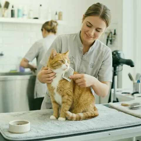 Garten Loom – Vielfältiges Katzenfutter